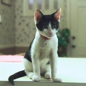 Meet your Posher, Carli